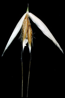 Caryopsis - the fruit of a grass with the fruit wall and seed coat tightly fused